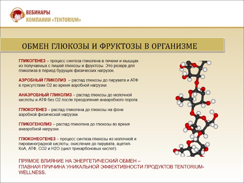 ГЛИКОГЕНЕЗ – процесс синтеза гликогена в печени и мышцах из получаемых с пишей глюкозы
